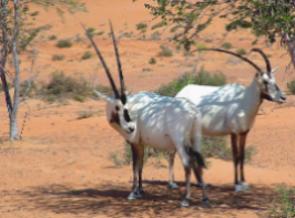 oryx oryx