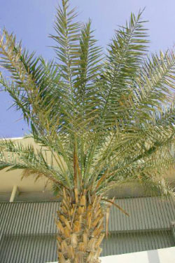 datePalmGenomeData datePalmGenomeData